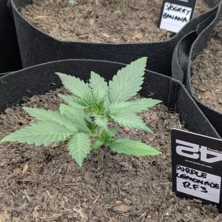 42fastbuds Purple Lemonade RF3 Auto