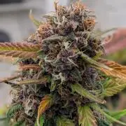42fastbuds Frostbanger Auto