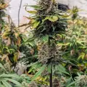 42fastbuds Lemon Cherry Cookies