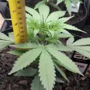 42fastbuds Gelato Auto