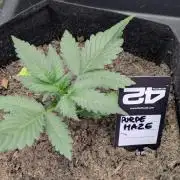 42fastbuds Purple Haze Auto