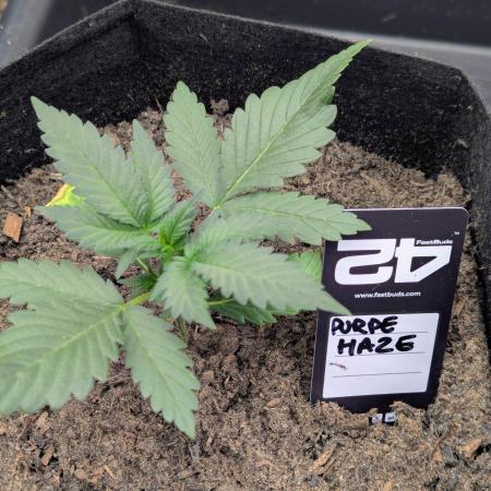 42fastbuds Purple Haze Auto