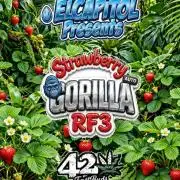 42fastbuds Strawberry Gorilla RF3 Auto