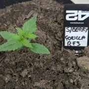 42fastbuds Strawberry Gorilla RF3 Auto