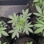 42fastbuds Lemon Tree Auto