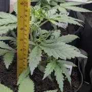 42fastbuds Gorilla Z Auto