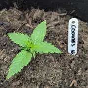Barney's Farm Cookies Kush Auto