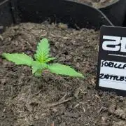 42fastbuds Gorilla Z Auto