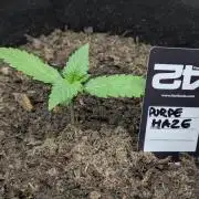 42fastbuds Purple Haze Auto