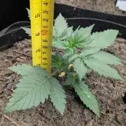 42fastbuds Lemon Cherry Cookies