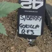 42fastbuds Strawberry Gorilla RF3 Auto