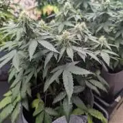 Barney's Farm AK-47