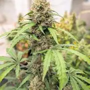 42fastbuds Lemon Tree Auto