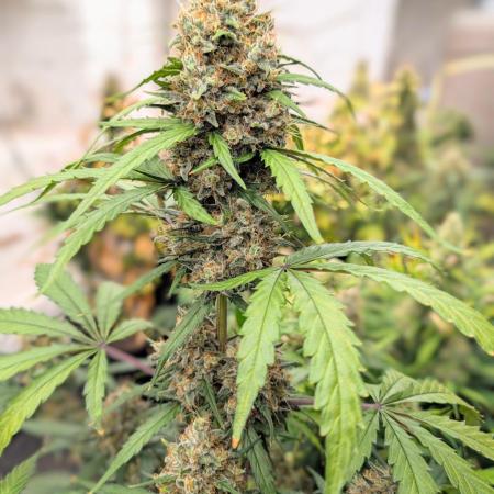 42fastbuds Lemon Tree Auto