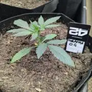 42fastbuds Pineapple OG Auto