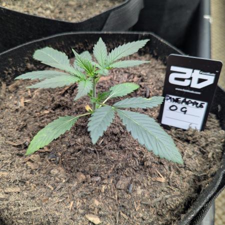 42fastbuds Pineapple OG Auto