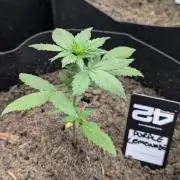 42fastbuds Purple Lemonade Auto