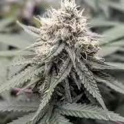 Barney's Farm AK-47