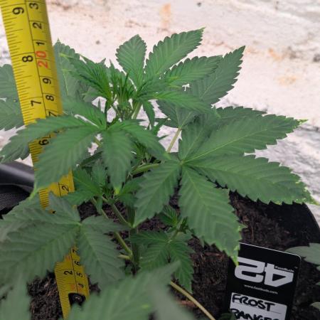 42fastbuds Frostbanger Auto