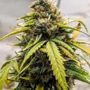 42fastbuds Pineapple OG Auto
