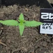 42fastbuds Guava RF3 Auto