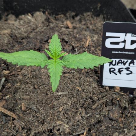 42fastbuds Guava RF3 Auto
