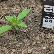 42fastbuds Pineapple OG Auto