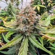 42fastbuds Guava RF3 Auto