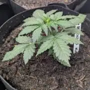 Barney's Farm Cookies Kush Auto