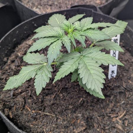 Barney's Farm Cookies Kush Auto