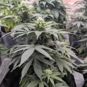 Barney's Farm Zillions