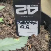 42fastbuds Pineapple OG Auto