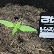 42fastbuds Purple Lemonade Auto