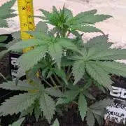 42fastbuds Strawberry Gorilla RF3 Auto