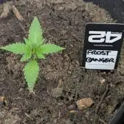 42fastbuds Frostbanger Auto