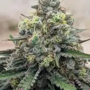Barney's Farm Zillions