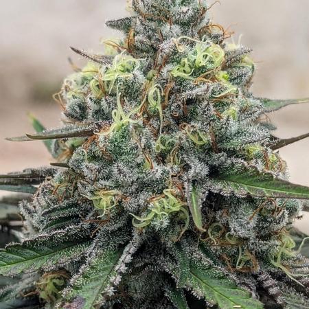Barney's Farm Zillions