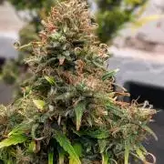 42fastbuds Gorilla Z Auto