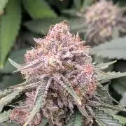 Barney's Farm AK-47
