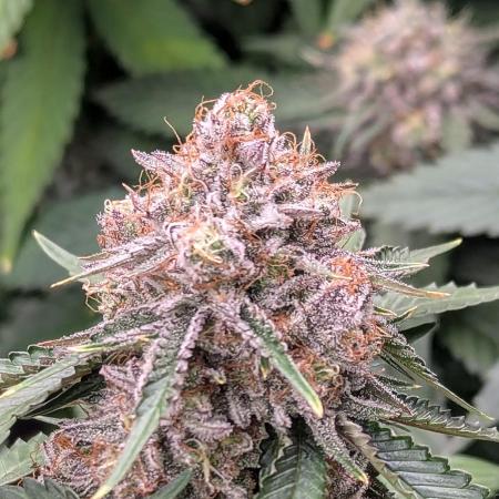 Barney's Farm AK-47