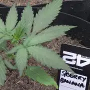 42fastbuds Strawberry Banana Auto