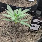 42fastbuds Gelato Auto
