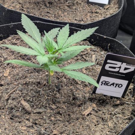 42fastbuds Gelato Auto