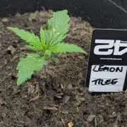 42fastbuds Lemon Tree Auto