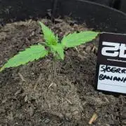 42fastbuds Strawberry Banana Auto