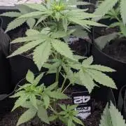 42fastbuds Purple Lemonade Auto