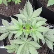 42fastbuds Lemon Cherry Cookies
