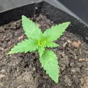 Barney's Farm GMO Auto