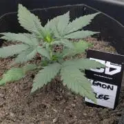 42fastbuds Lemon Tree Auto