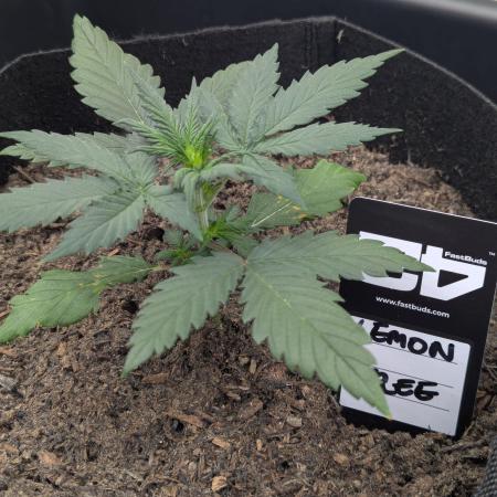 42fastbuds Lemon Tree Auto